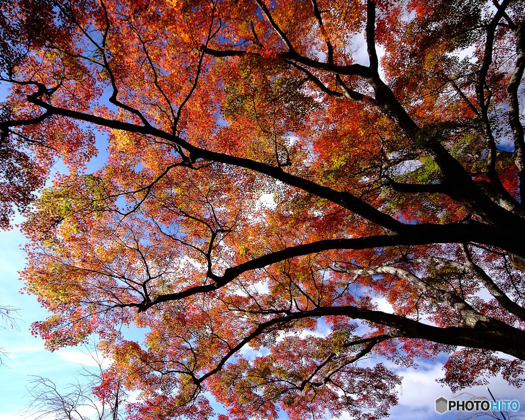 紅葉・勝尾寺にて