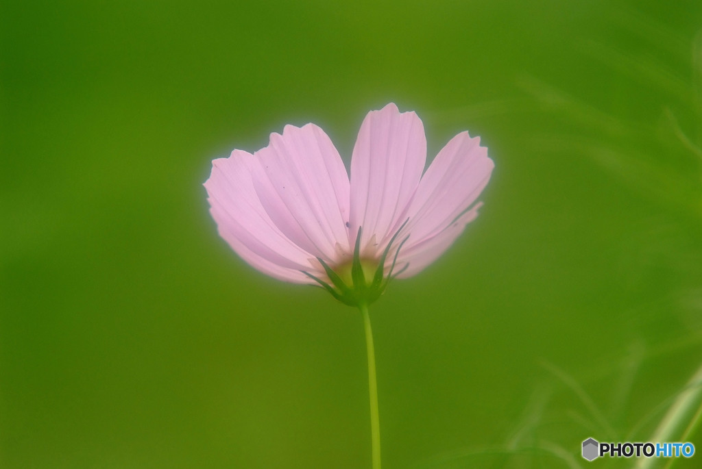 秋桜・やすらぎ