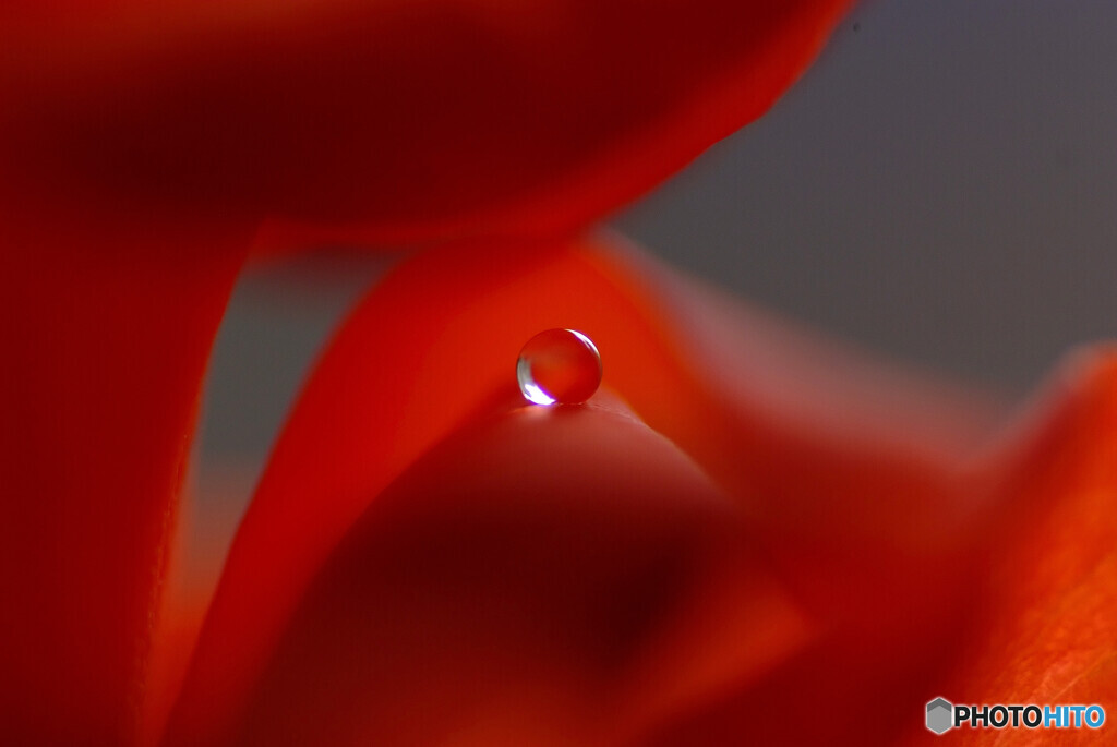 皐月の夢Ⅱ✿彩
