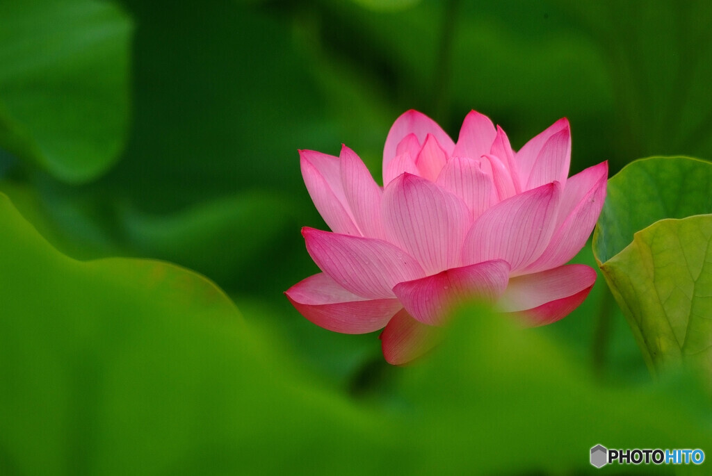 華やかに美しく☂蓮
