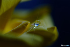 恋する惑星・Ⅴ