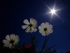 背くらべ・秋桜