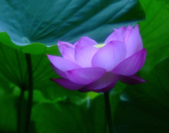 雨に唄えば・蓮
