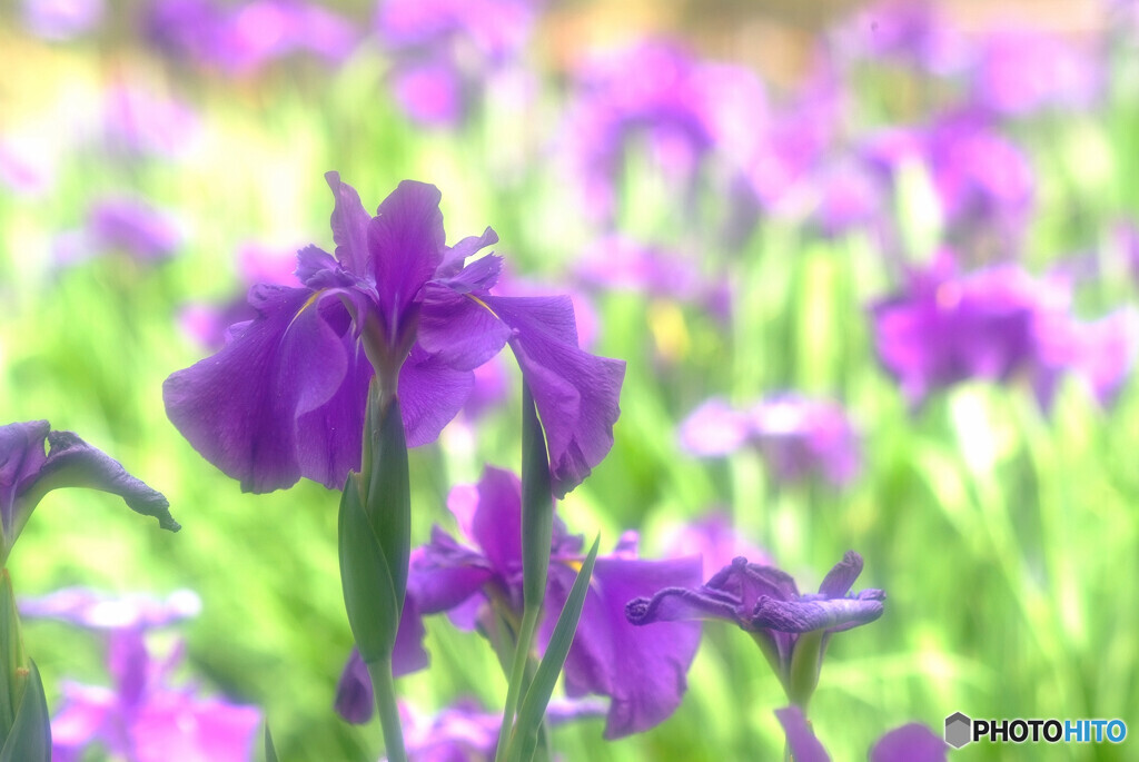 Japanese Beauty✾水無月の扉