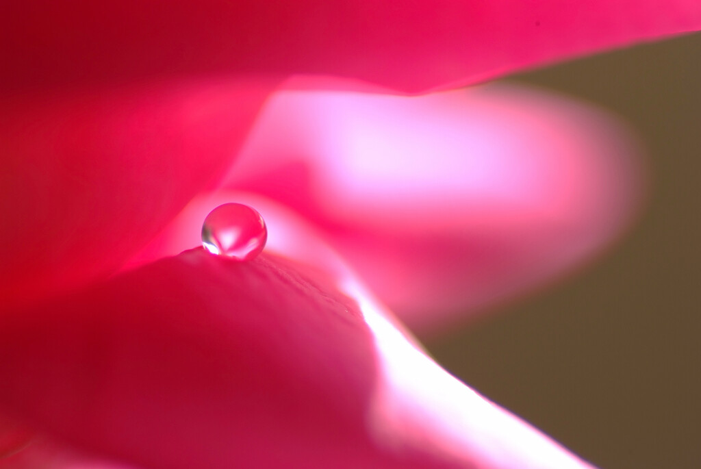 For you✿輝く朝を