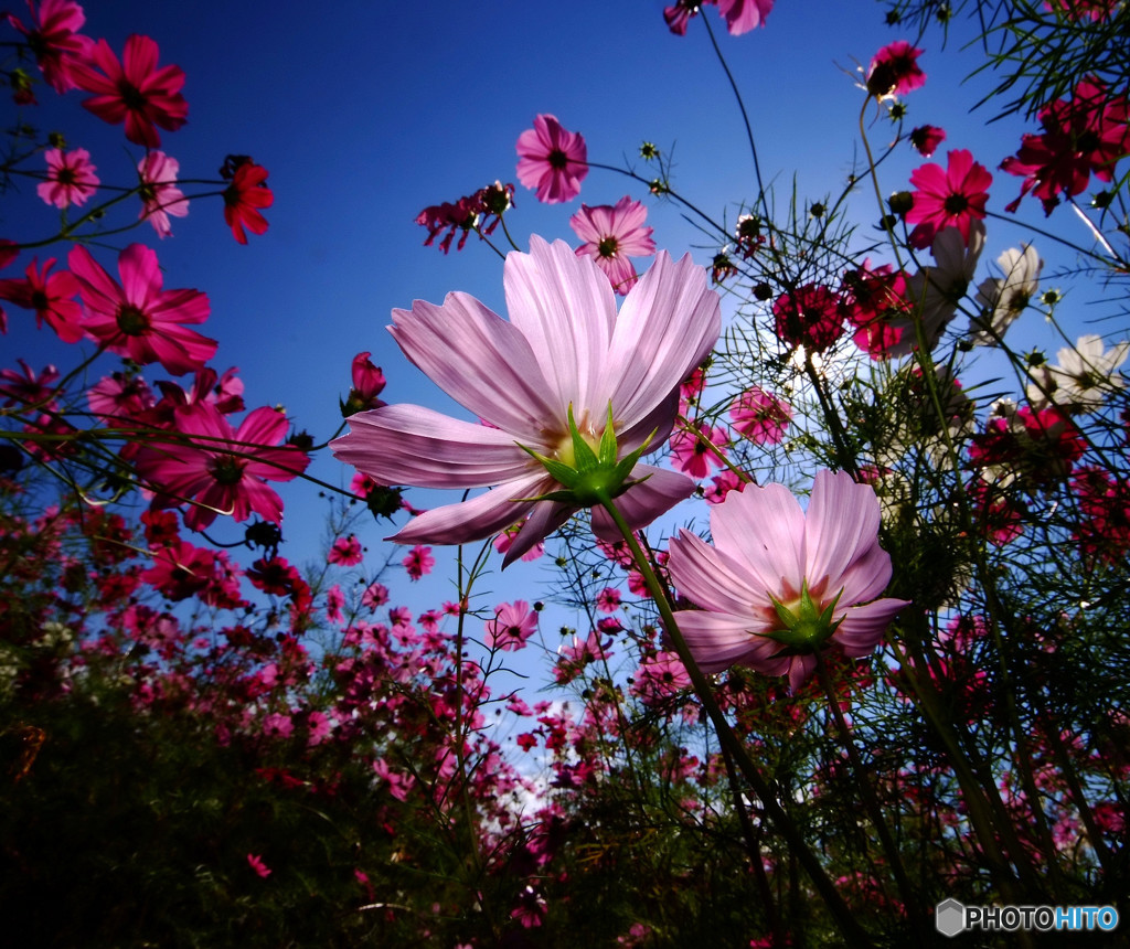 秋化粧・秋桜