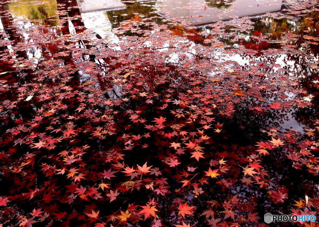 Defoliation・秋