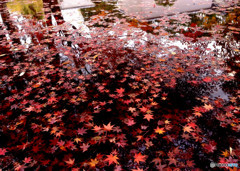 Defoliation・秋