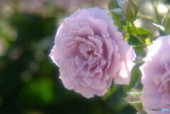 皐月の香り・時