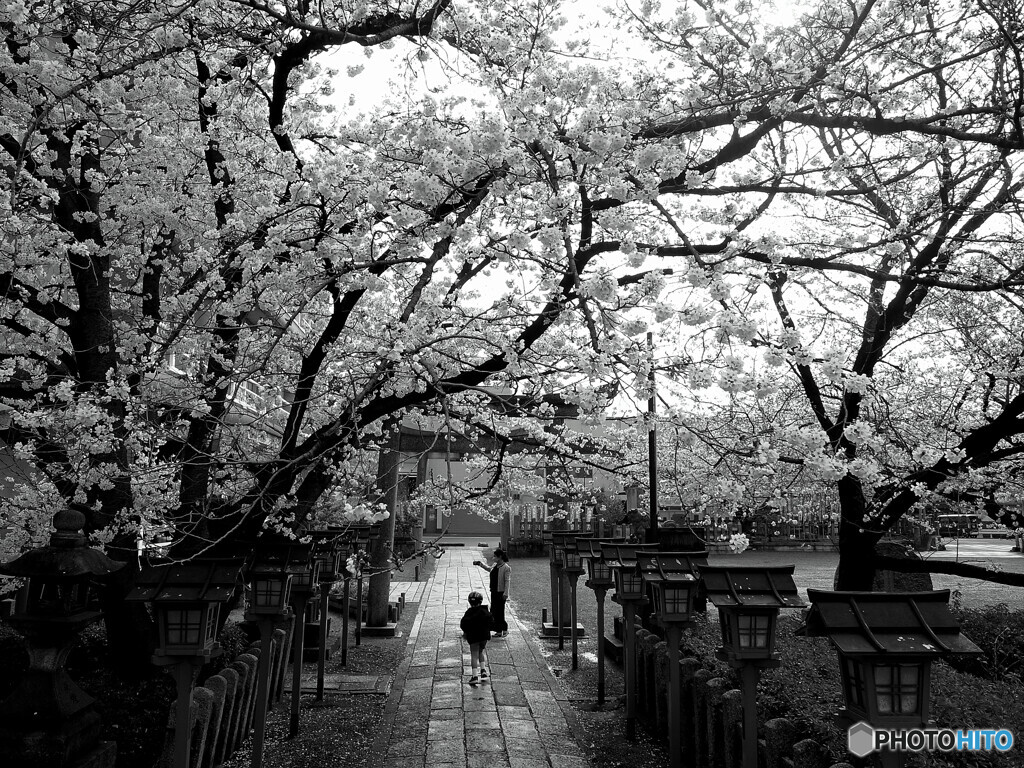 そうだ！京都に帰ろうⅩ✿2023桜