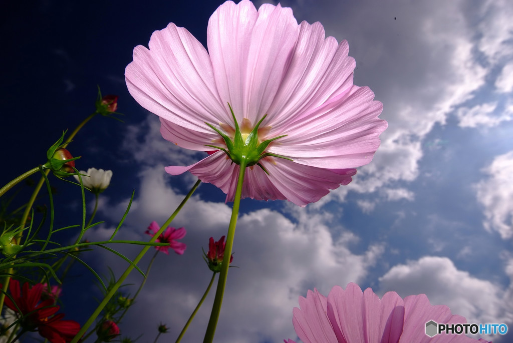 Cosmos theaterⅢ・秋