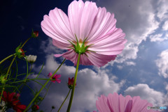 Cosmos theaterⅢ・秋