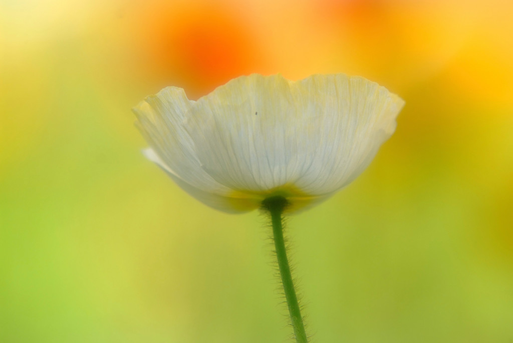 儚き夢・華（Ⅴ）