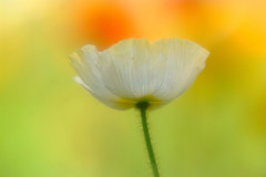 儚き夢・華（Ⅴ）