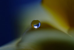 幸福の黄色い・雫（Ⅷ）