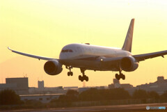 Good Morning Bird・787
