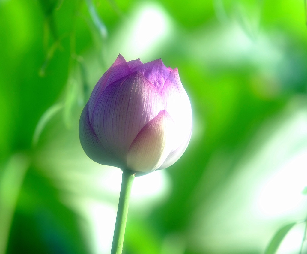 夏の予感・蓮　2014