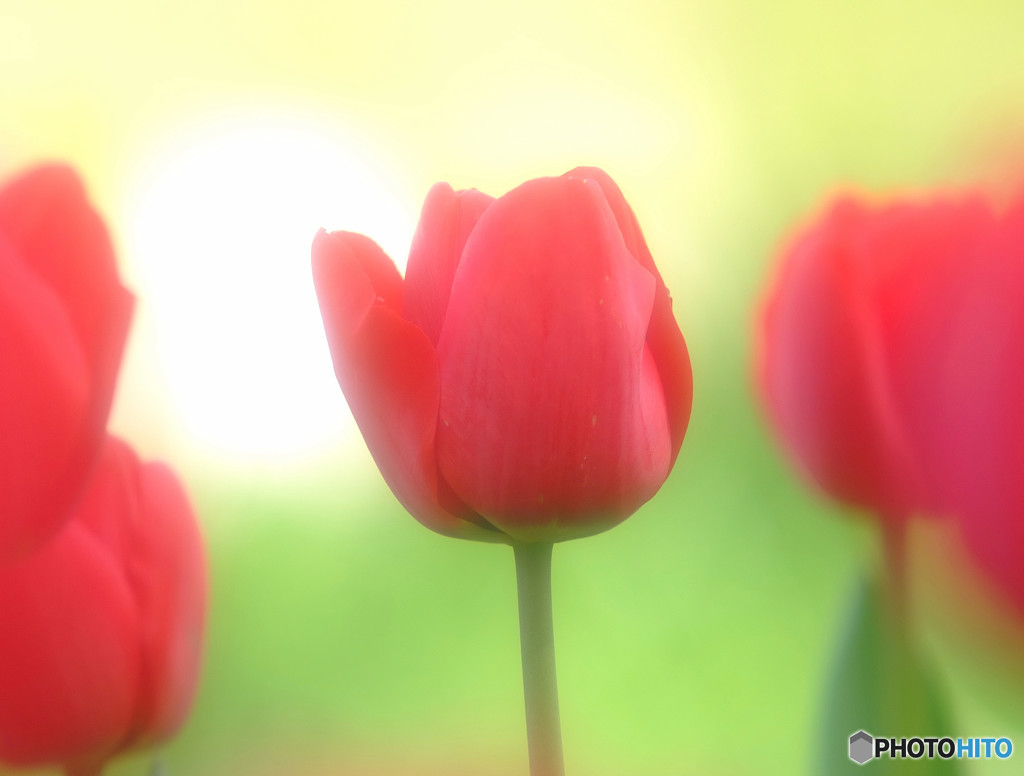 微笑がえし・華