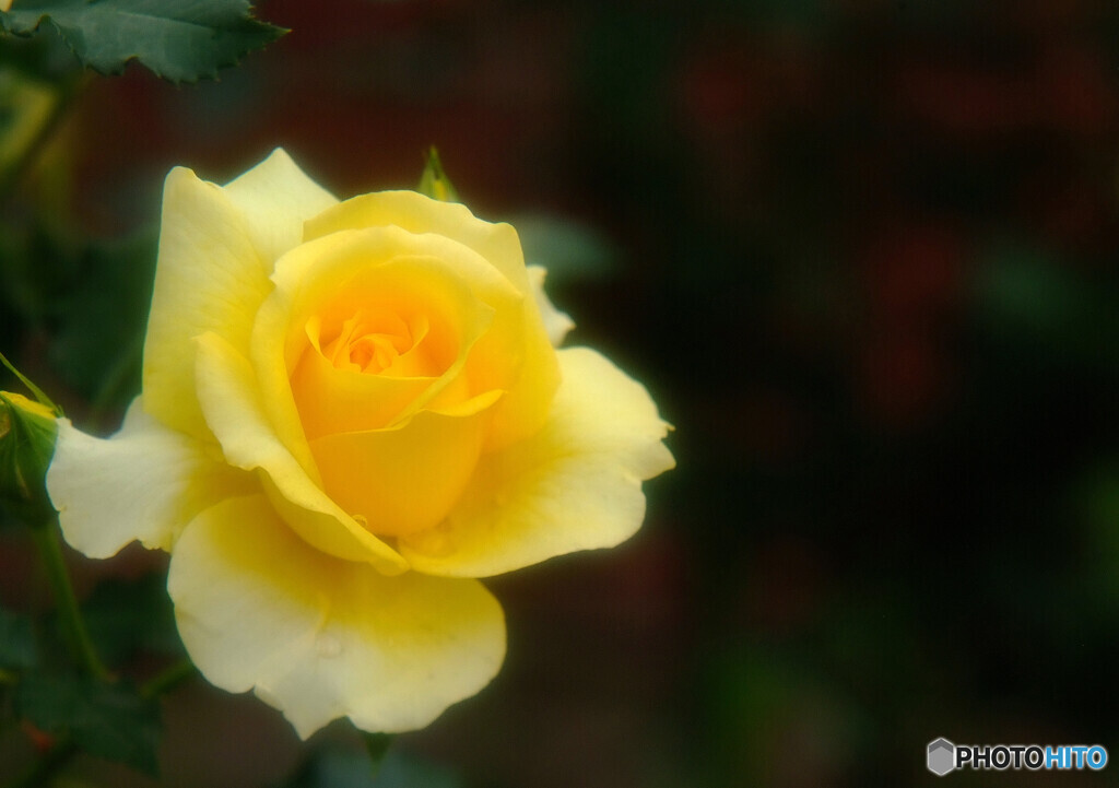 都会のOasis✾皐月