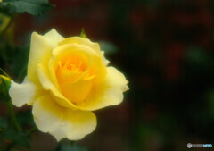 都会のOasis✾皐月