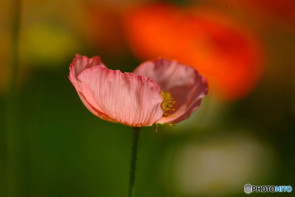 4月の午後✿華