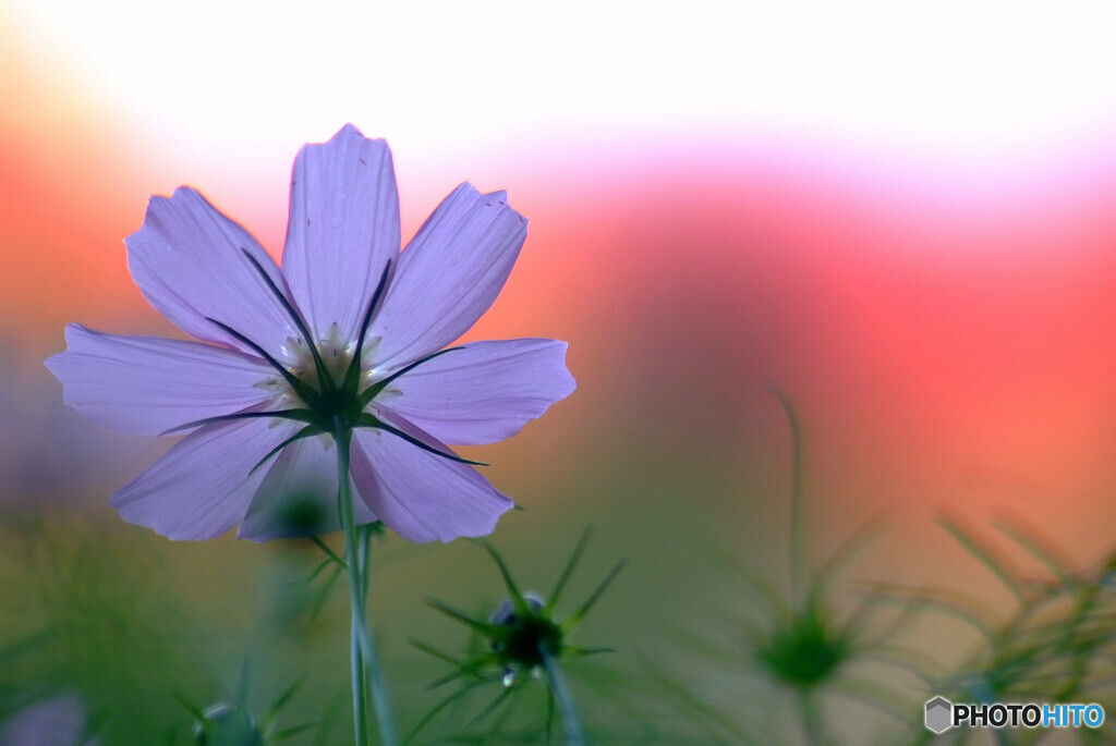 秋桜2023❁歓喜の華
