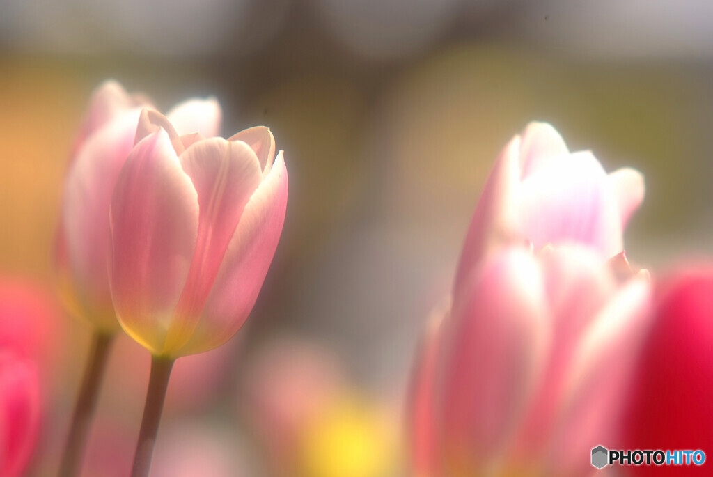 恋する季節に✿華