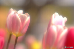 恋する季節に✿華