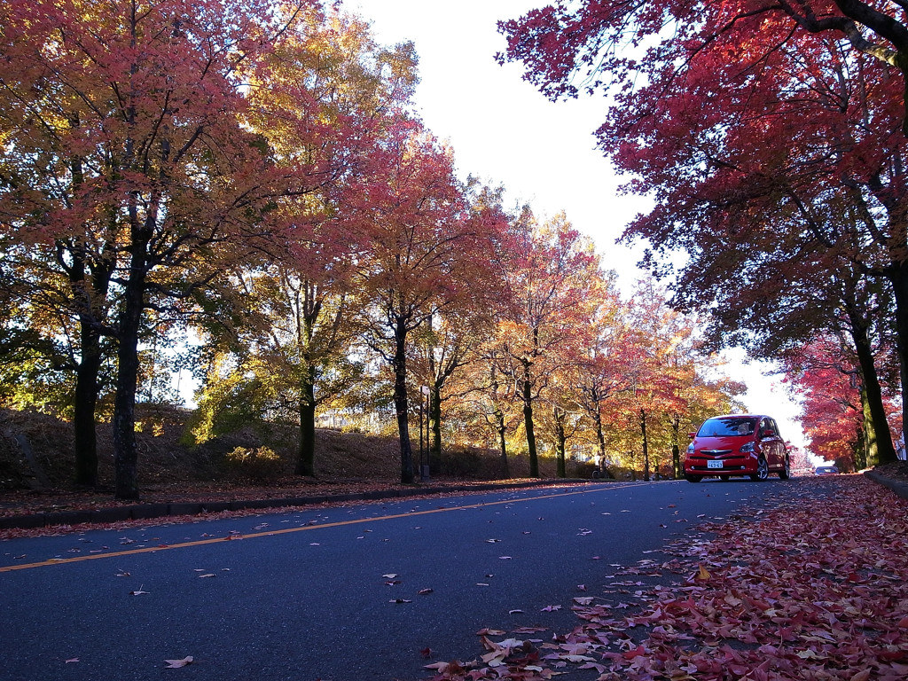 秋・三色彩道にて