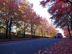 秋・三色彩道にて