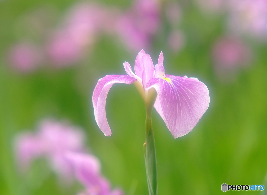 水無月の風に吹かれて