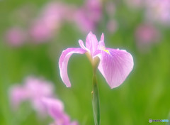 水無月の風に吹かれて
