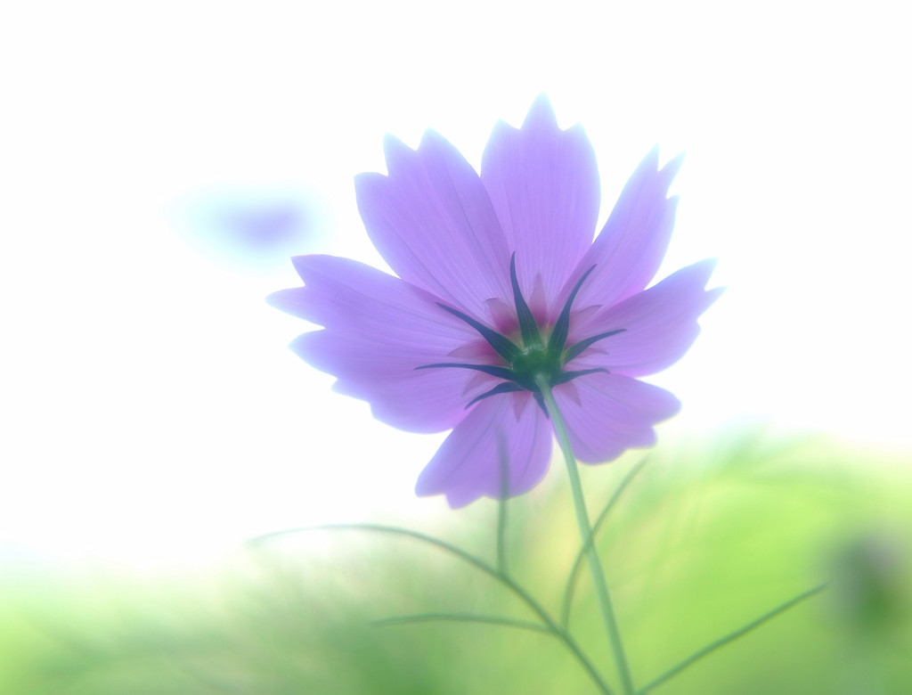 秋の声・こすもす