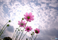 Four Sisters・秋唄