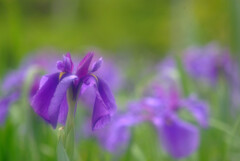June morning✿菖蒲