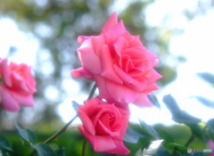誇り・花言葉