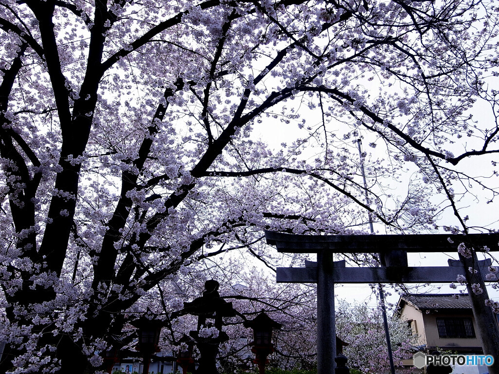 そうだ！京都に帰ろうⅣ✿2023桜