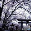 そうだ！京都に帰ろうⅣ✿2023桜