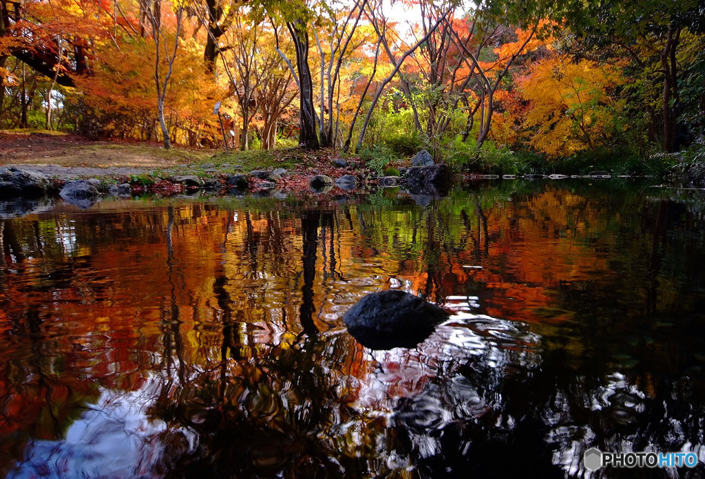 魅せられて・紅葉