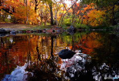 魅せられて・紅葉