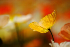心のOasis❁Poppyの季節