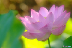 あなたに会えてよかった・華