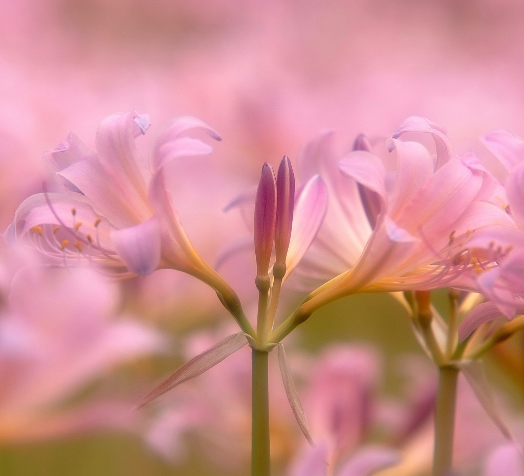 Lycoris squamigera・2014