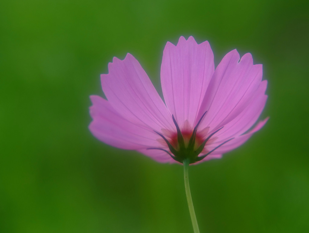 こすもす日記・2014