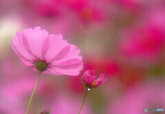 Cosmos theaterⅤ✿2020秋