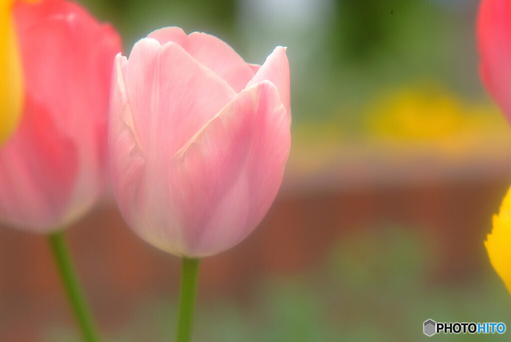 儚くも美しく✾卯月の恋