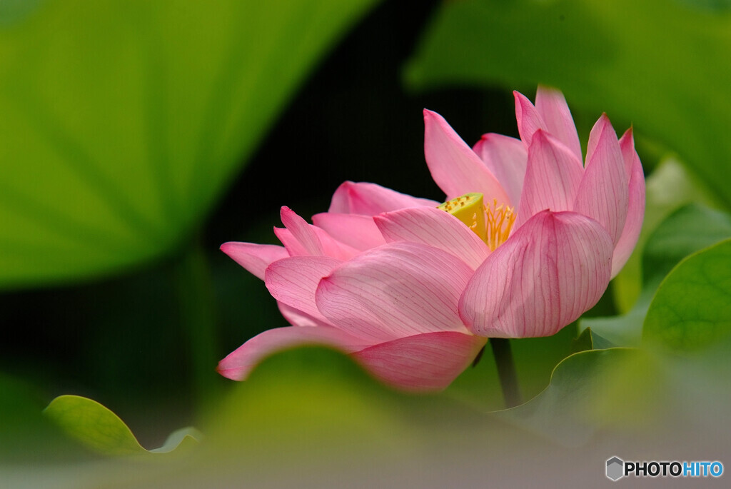 逢いたくていま・想