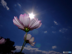 光りをもっと！・秋桜