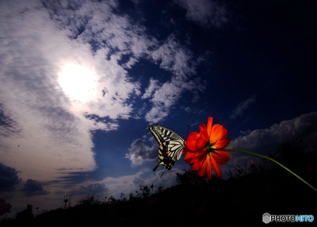 秋空＆蝶＆秋桜