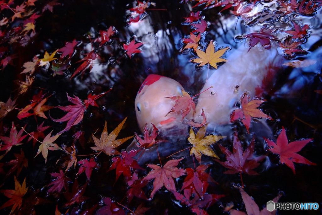 落葉に鯉して・・・